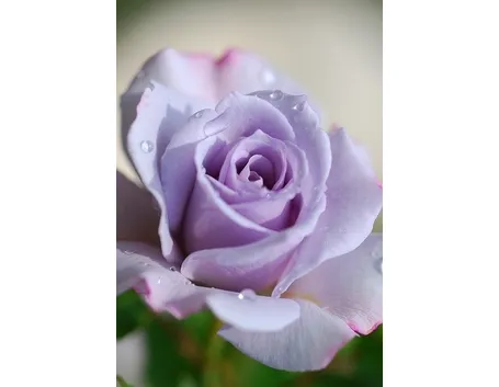 significato colore rose