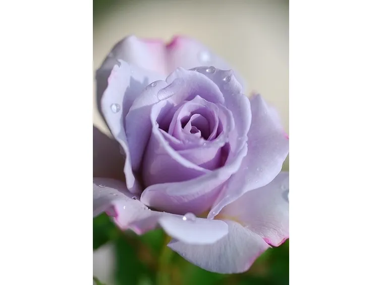 significato colore rose
