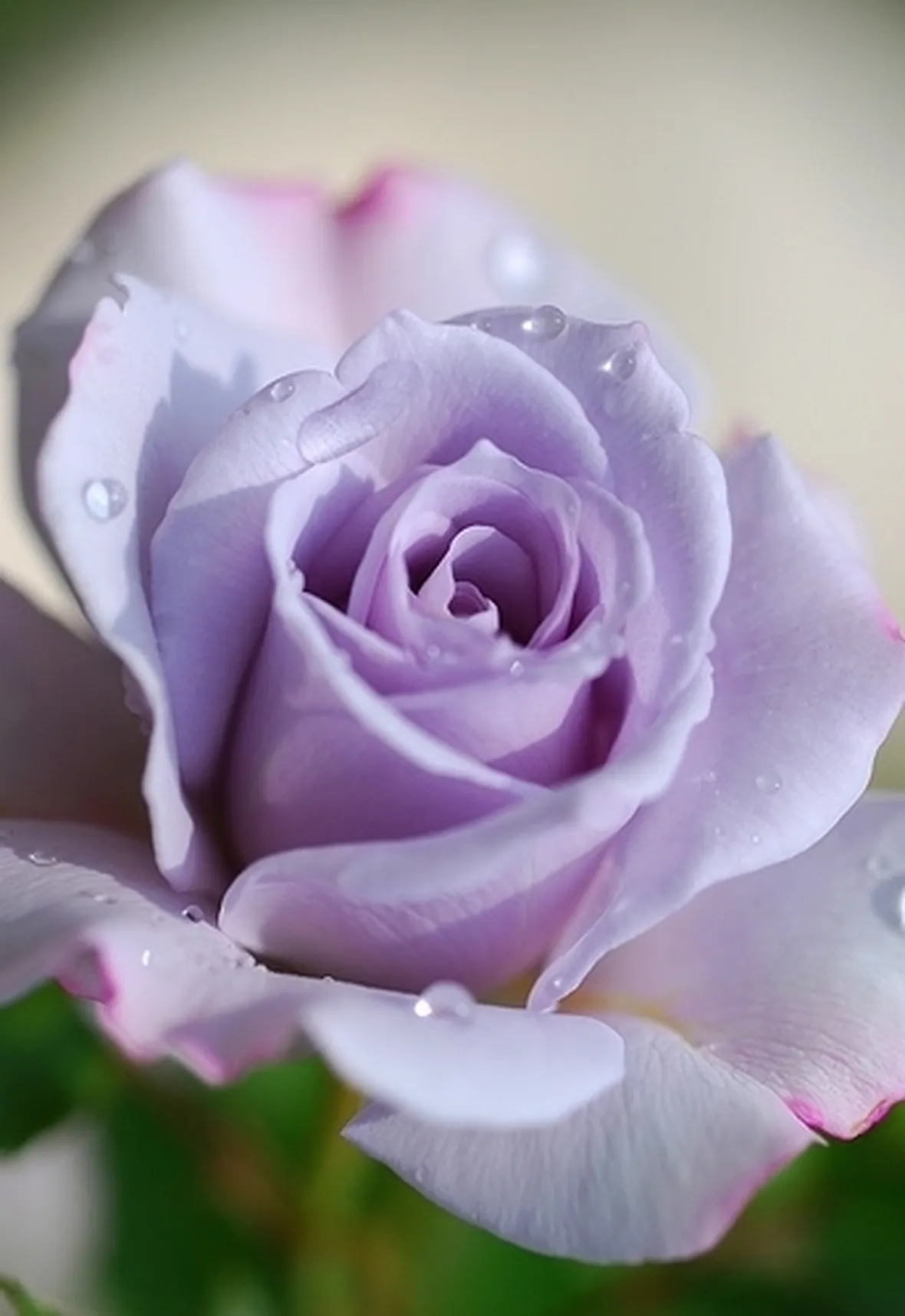 significato colore rose
