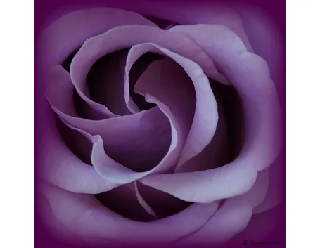 significato dei colori delle rose