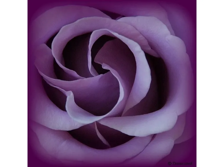 significato dei colori delle rose