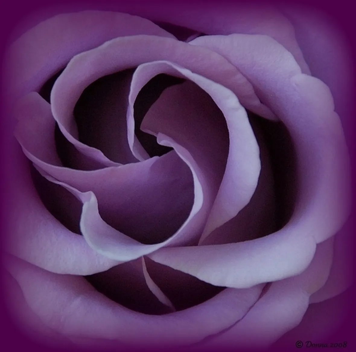 significato dei colori delle rose