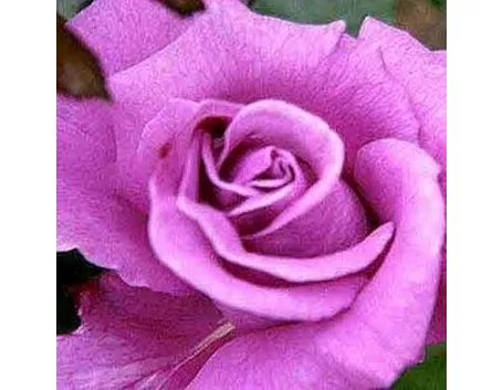 significato dei fiori rosa rossa