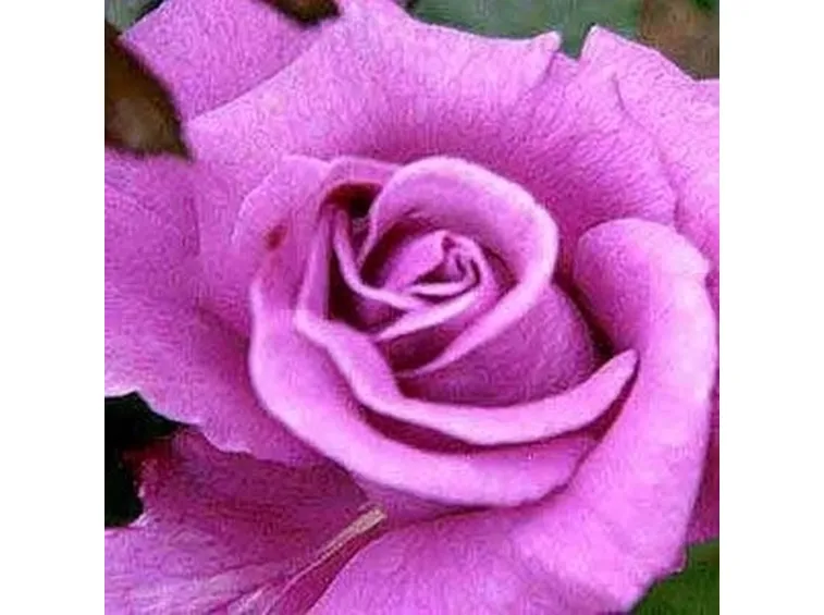 significato dei fiori rosa rossa
