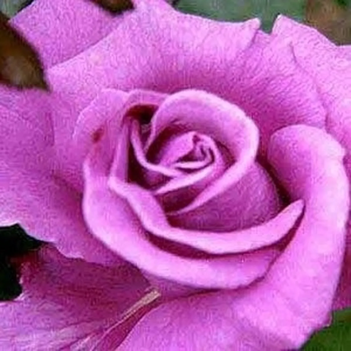significato dei fiori rosa rossa