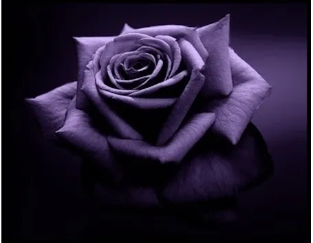 significato dei fiori rosa viola