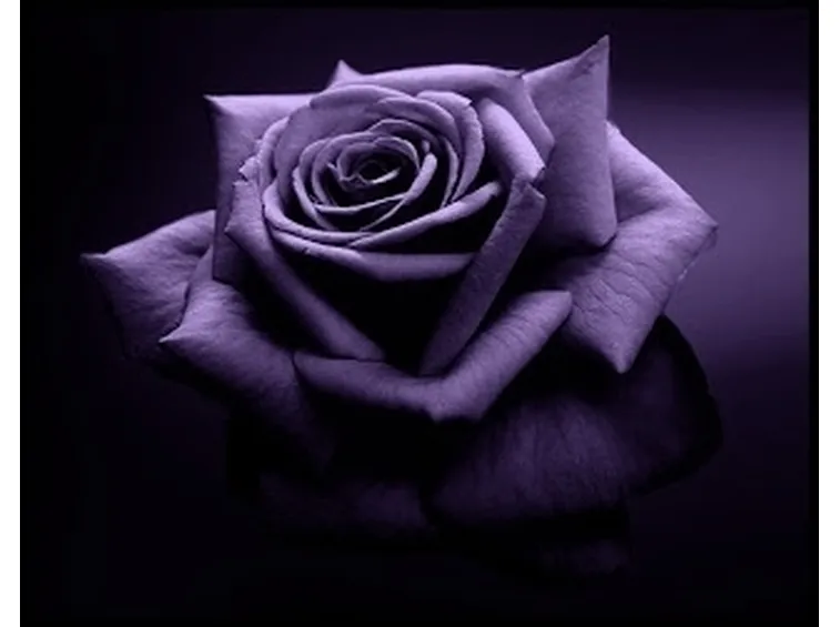 significato dei fiori rosa viola