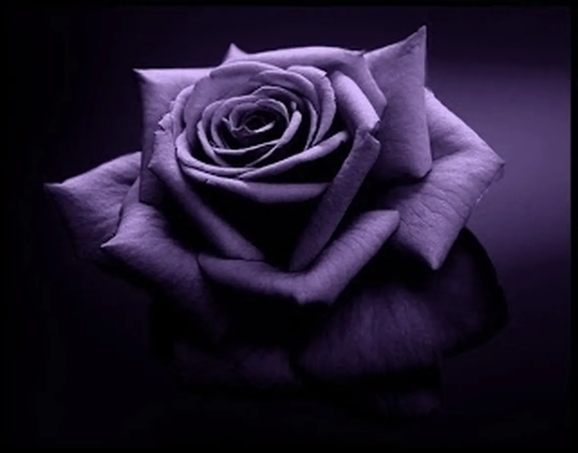 significato dei fiori rosa viola