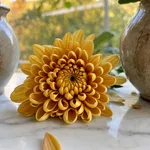 Da dove viene il nome crisantemo, il fiore d'oro arrivato dall'Asia