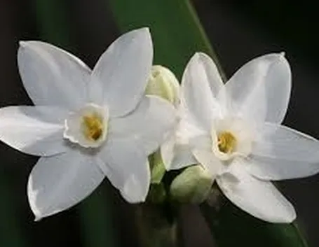 significato del narciso-1