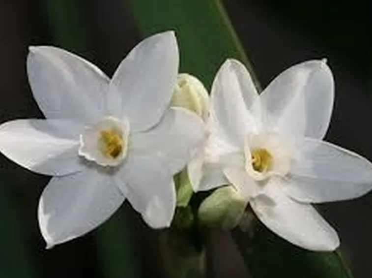 significato del narciso-1
