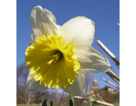 significato del narciso