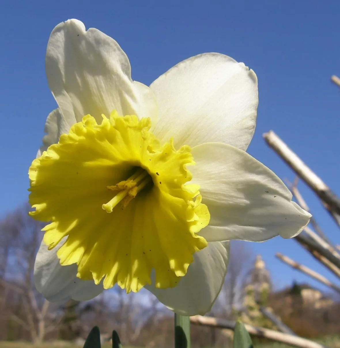 significato del narciso