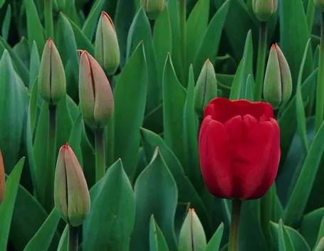 significato del tulipano-1