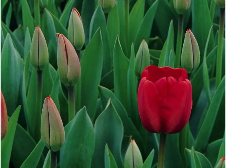 significato del tulipano-1