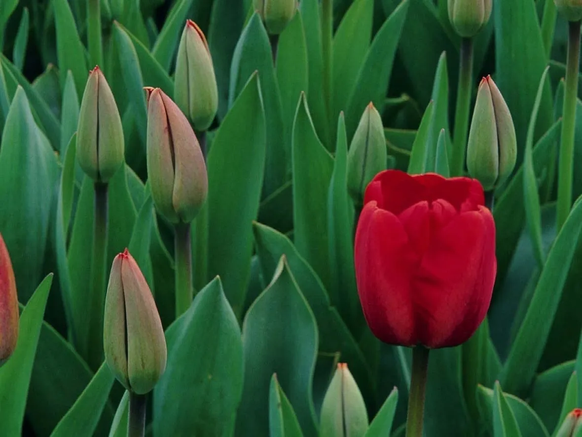 significato del tulipano-1