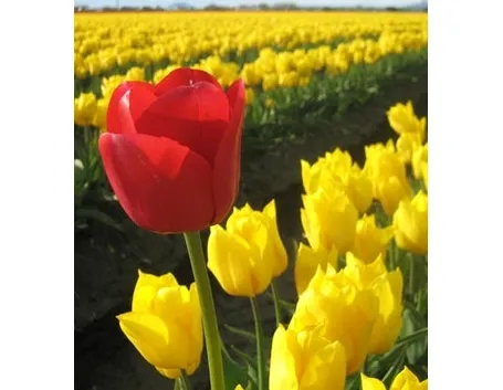 significato del tulipano-2