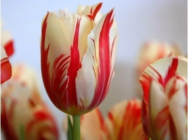 I colori e i significati dei tulipani