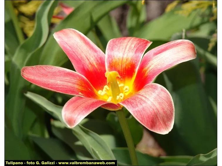 significato del tulipano-3