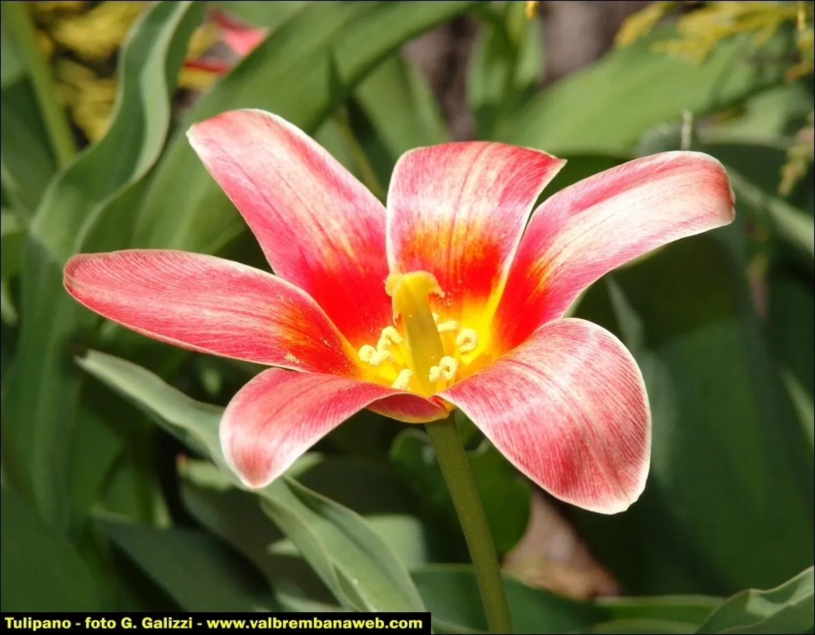 significato del tulipano-3