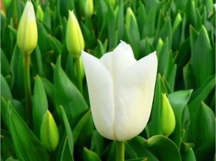 significato del tulipano-4
