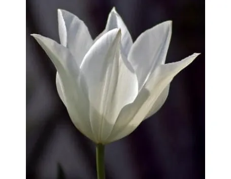 significato del tulipano-5