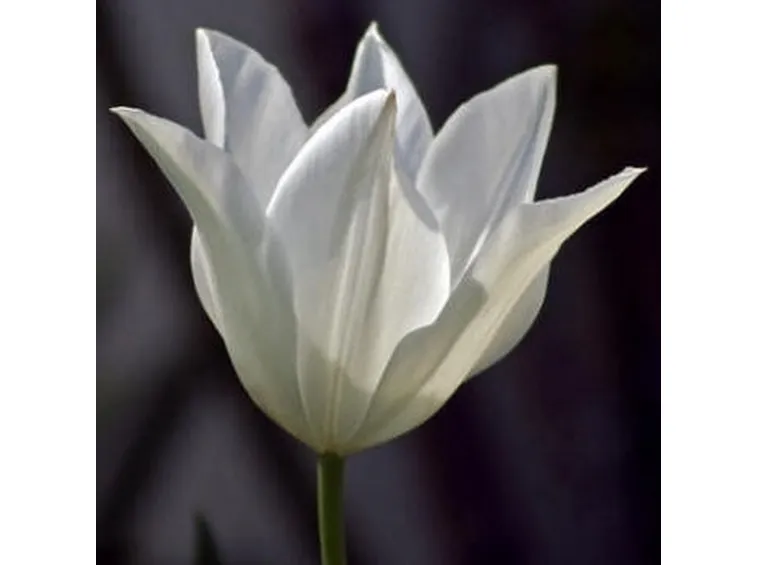 significato del tulipano-5