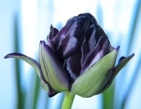 significato del tulipano-6