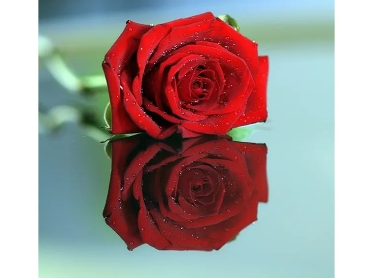 significato della rosa nera