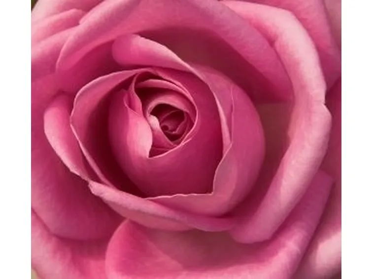 significato della rosa rosa