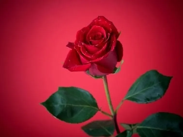 significato della rosa rossa