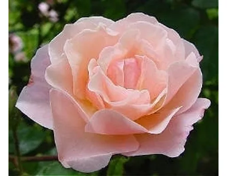 significato delle rose-2