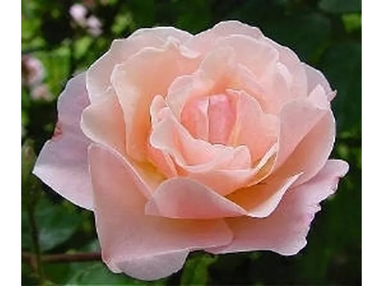 significato delle rose-2