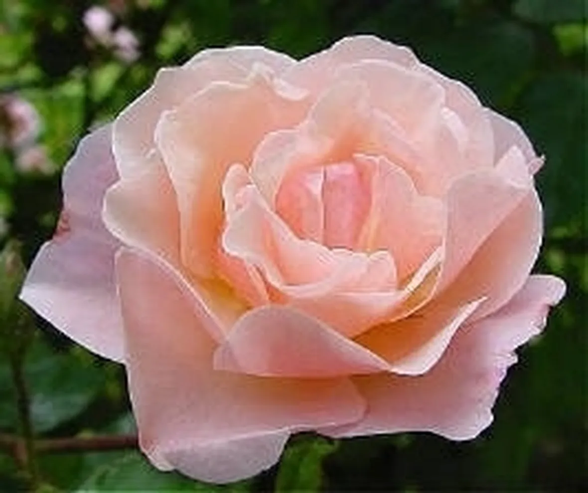 significato delle rose-2