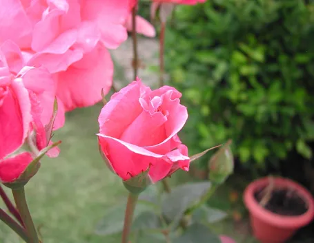 significato delle rose-3