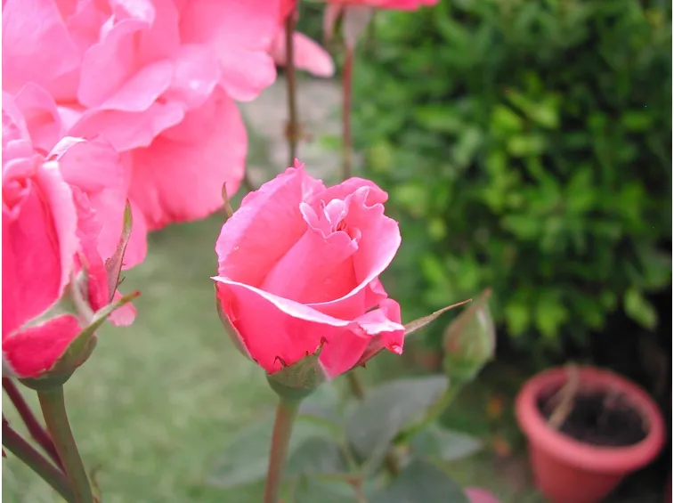 significato delle rose-3