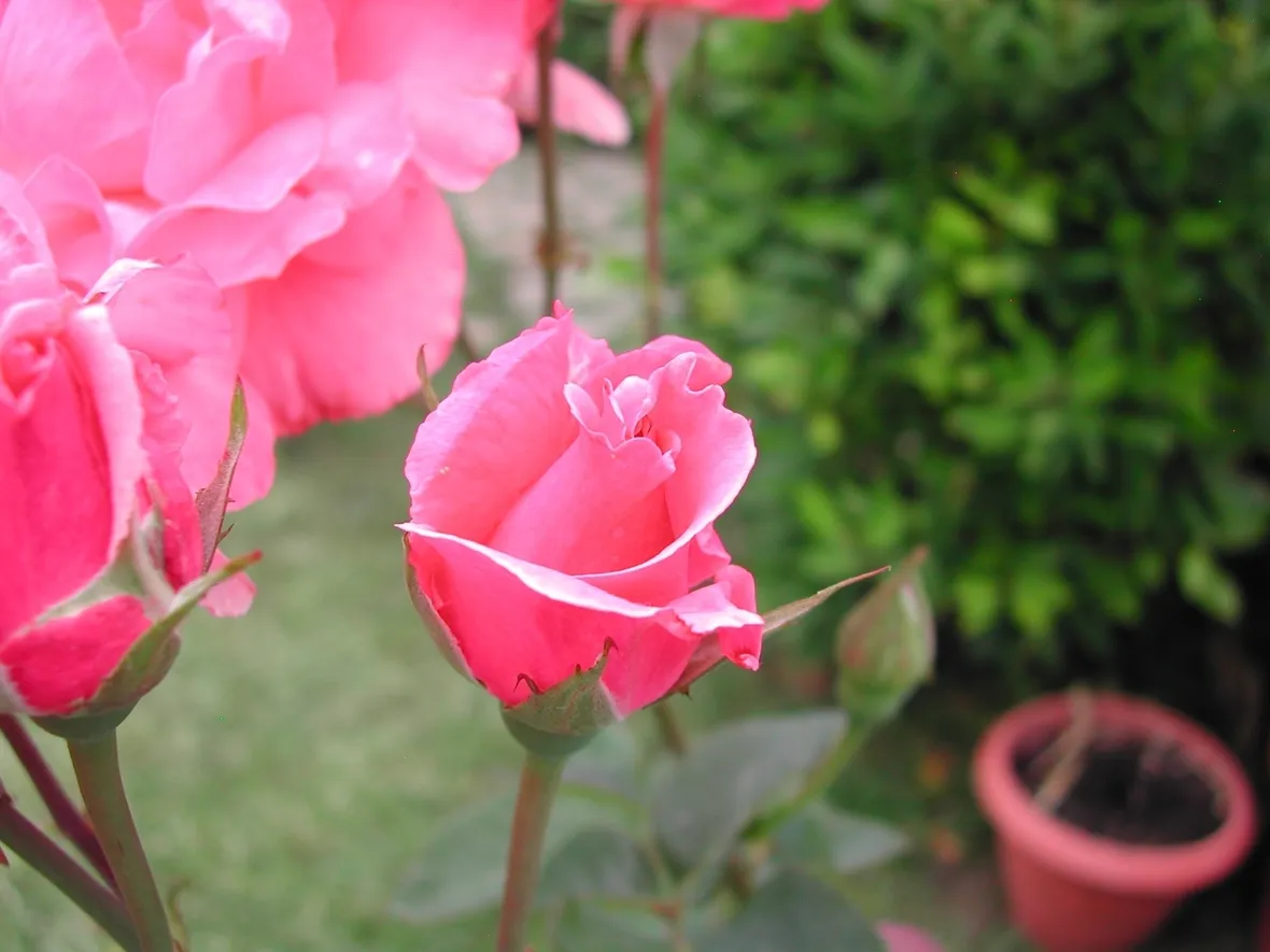 significato delle rose-3