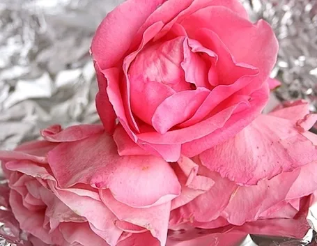 significato delle rose-6