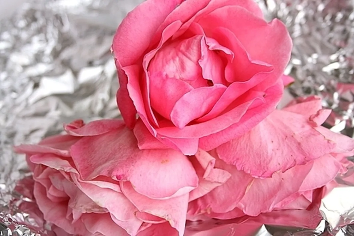 significato delle rose-6