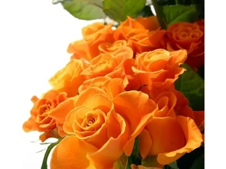 significato delle rose arancioni