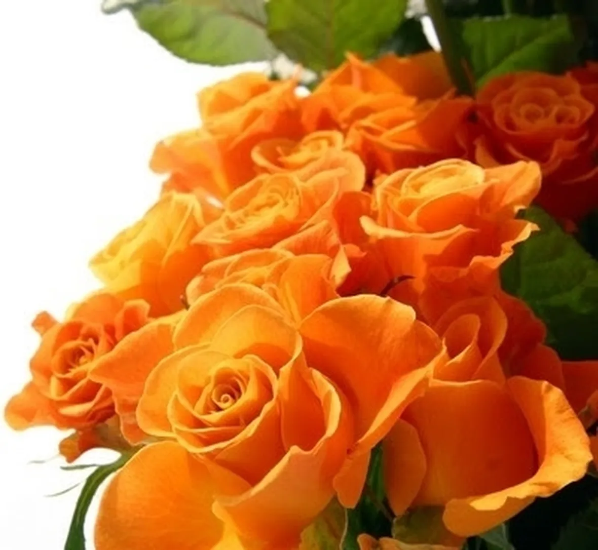 significato delle rose arancioni