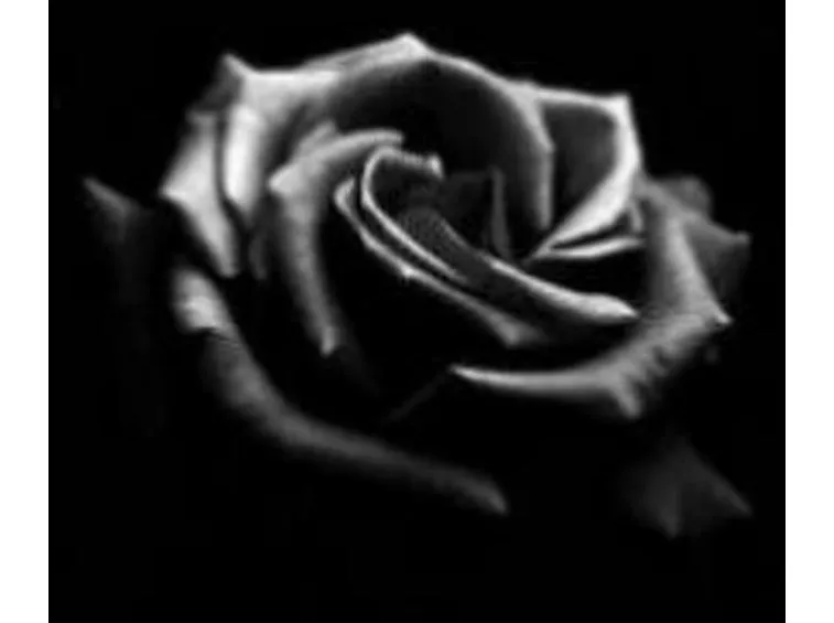 significato delle rose nere