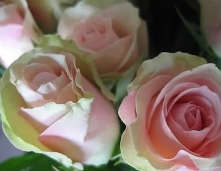 significato delle rose