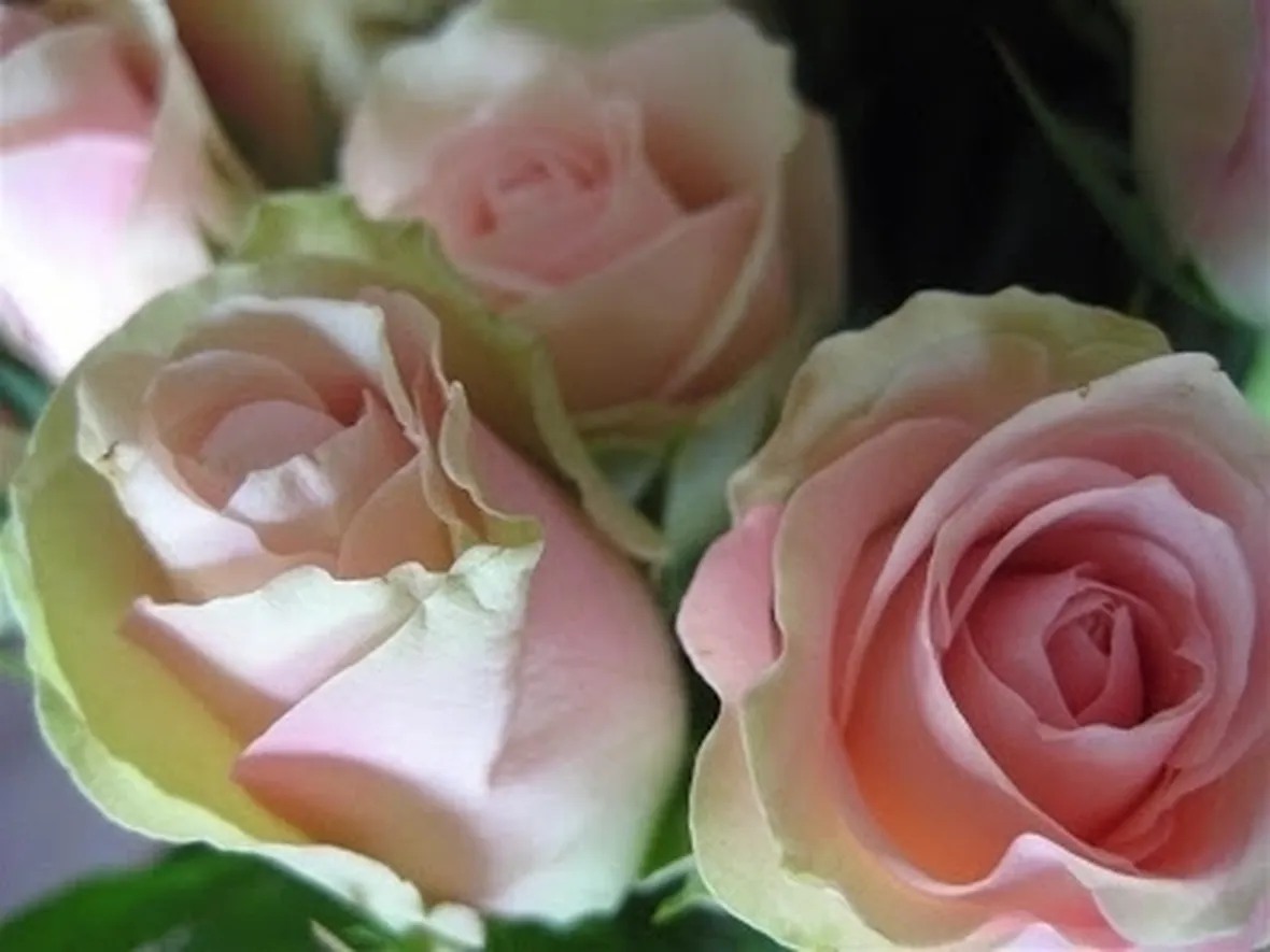 significato delle rose
