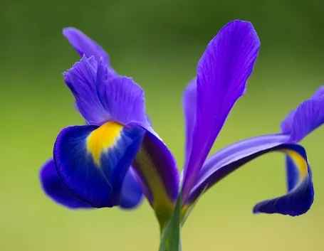 significato dell'iris-1