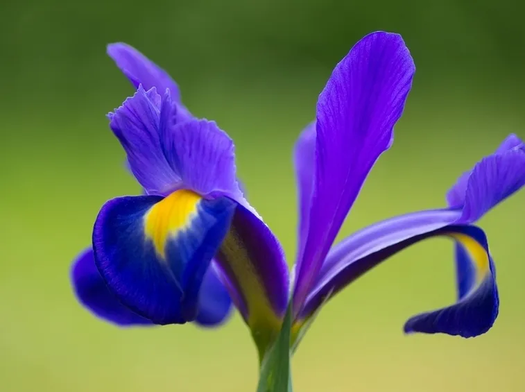 significato dell'iris-1