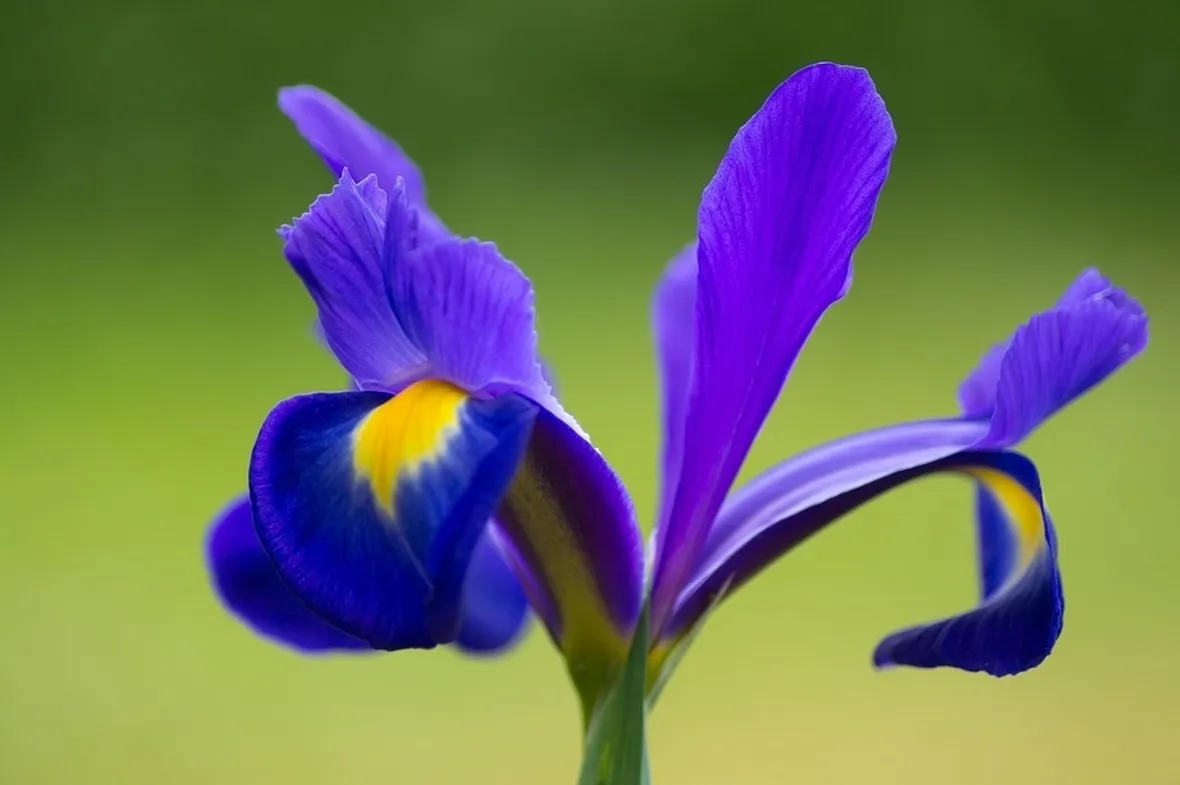 significato dell'iris-1