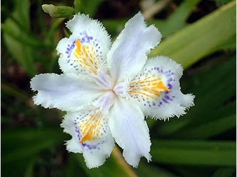 significato dell'iris-4