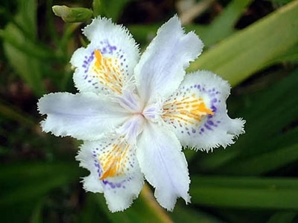 significato dell'iris-4