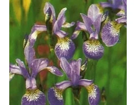 significato dell'iris-7